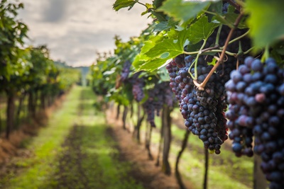 monsoon_wine_1.jpg