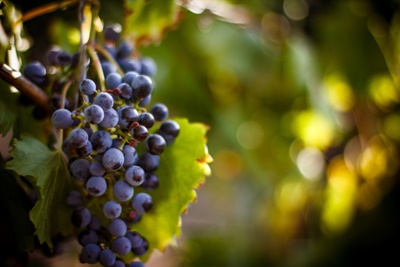monsoon_wine_1.jpg