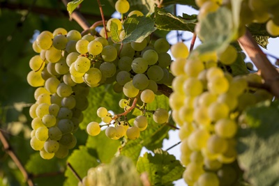 monsoon_wine_1.jpg