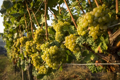 monsoon_wine_1.jpg