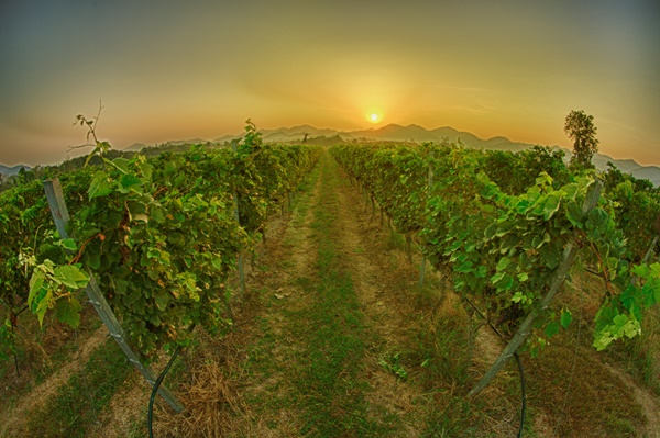monsoon_wine_1.jpg